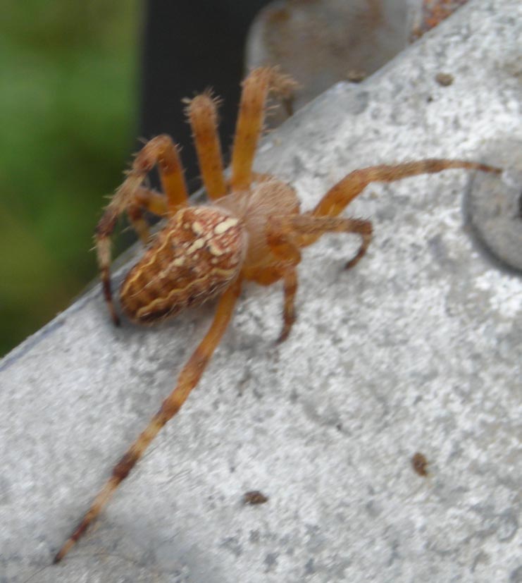 Araneus diadematus